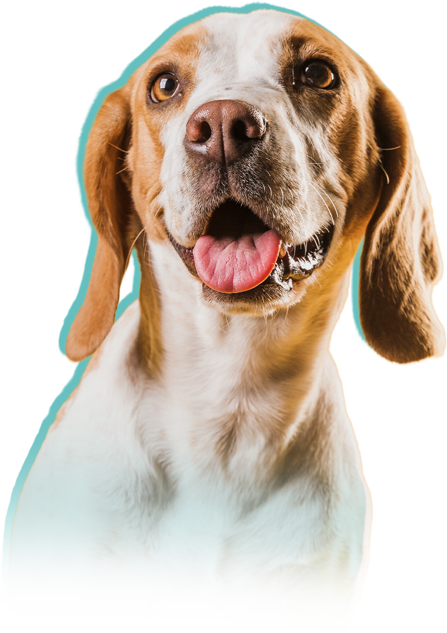 Consulta veterinária online 24h - PetAmy